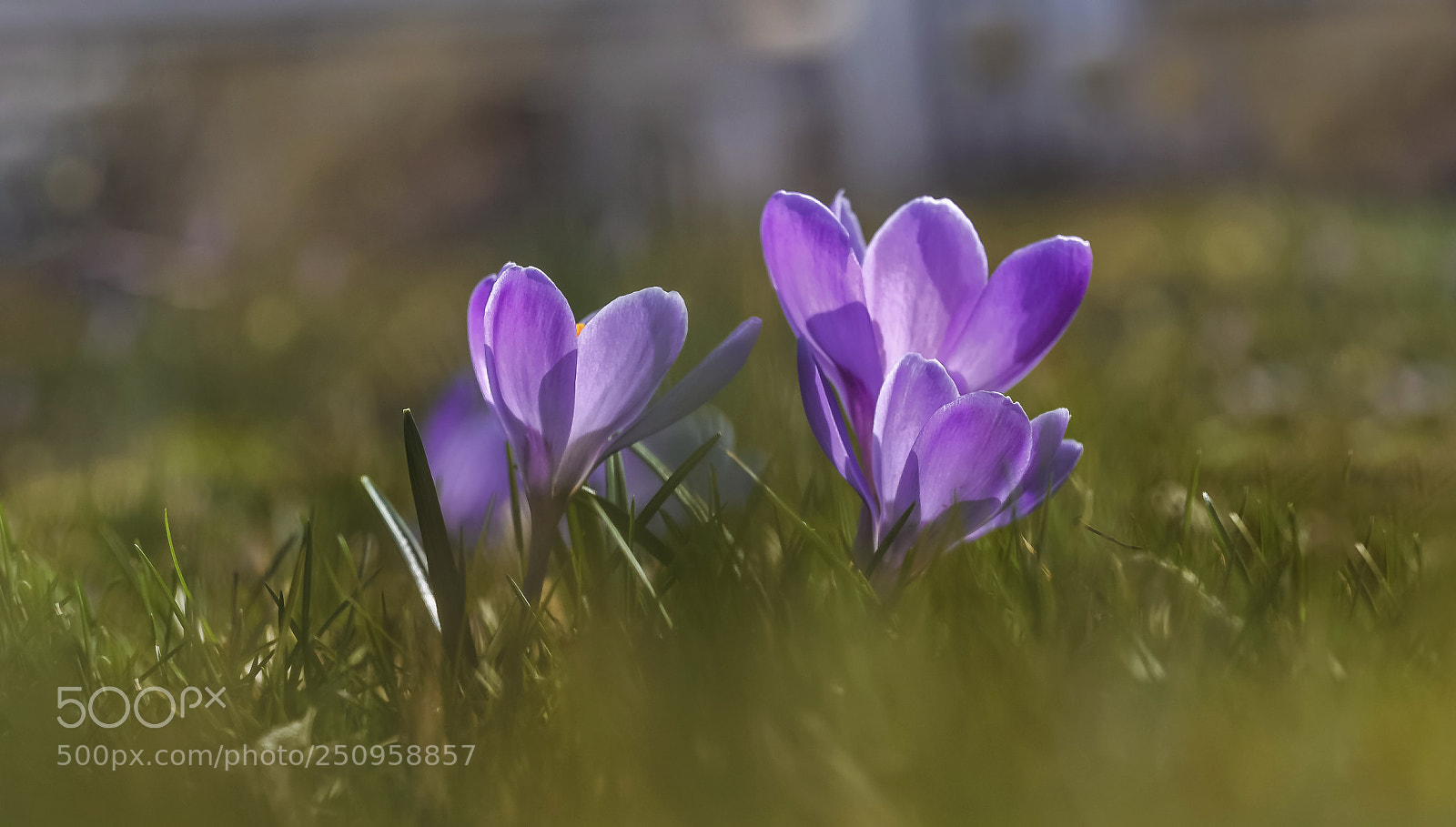 Canon EOS 60D sample photo. A touch of spring photography