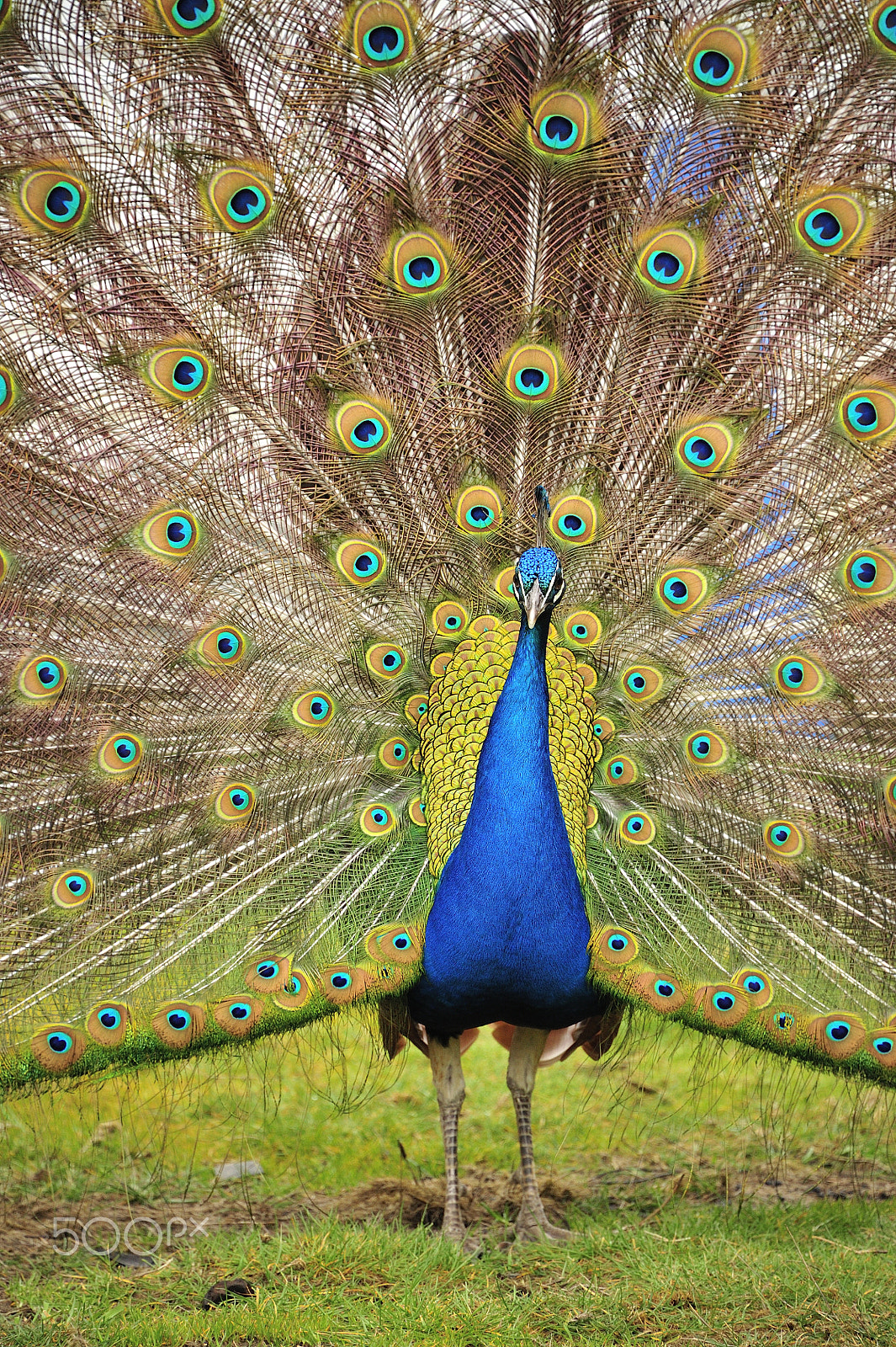 Nikon D3 sample photo. Mr. peabody photography