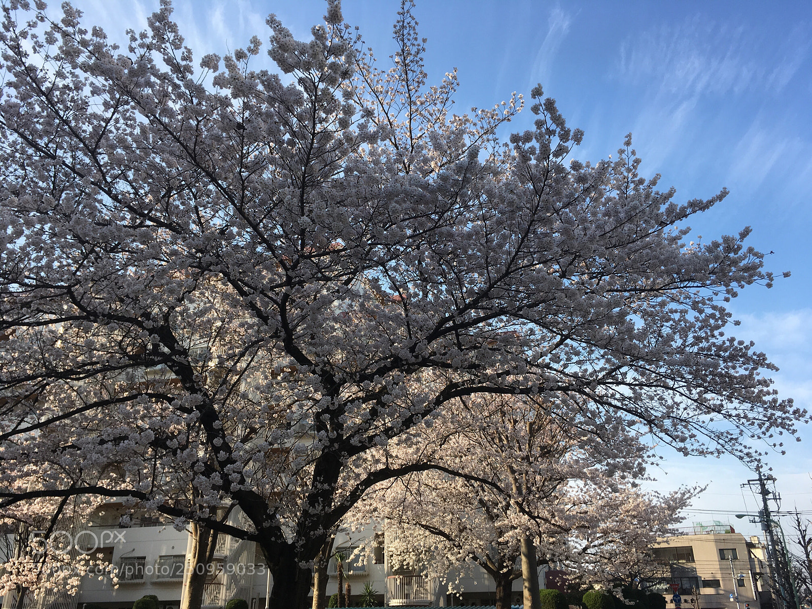 Apple iPhone SE sample photo. Untitled photography