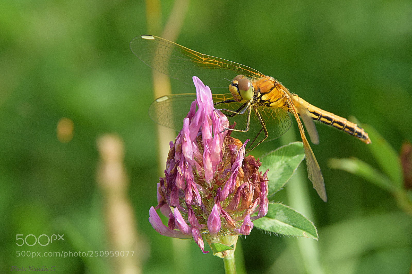 Nikon D810 sample photo. Dragonfly photography