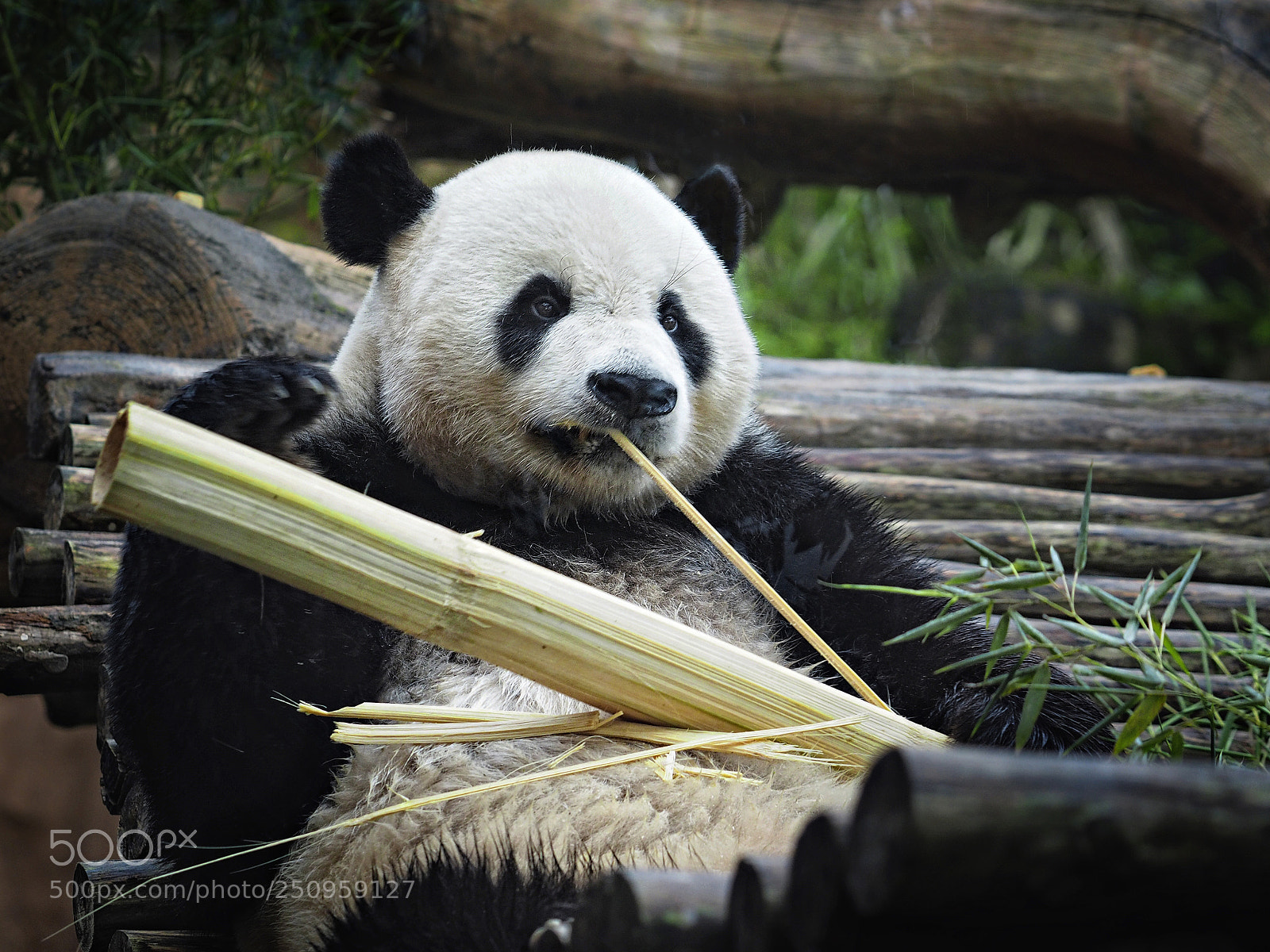 Olympus OM-D E-M1 sample photo. Panda eating bamboo photography