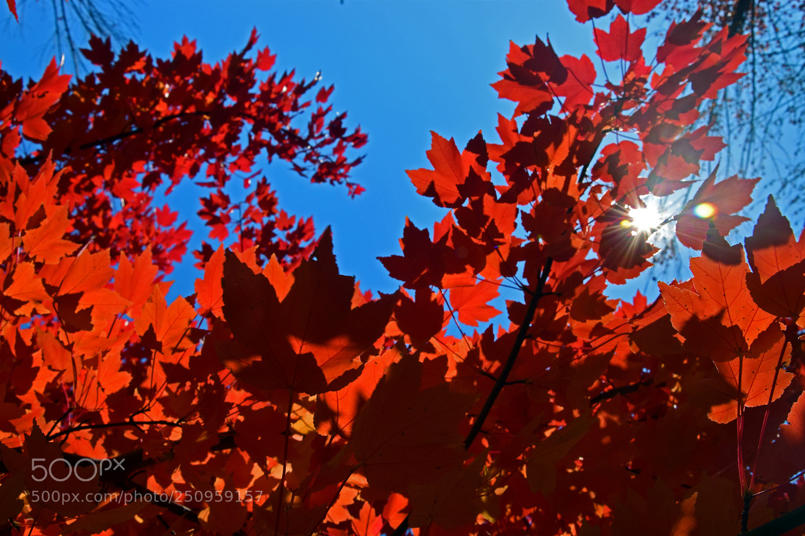 Nikon D5300 sample photo. October red photography