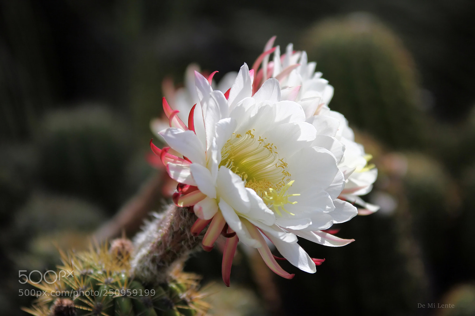 Canon EOS 7D sample photo. Arboindia photography