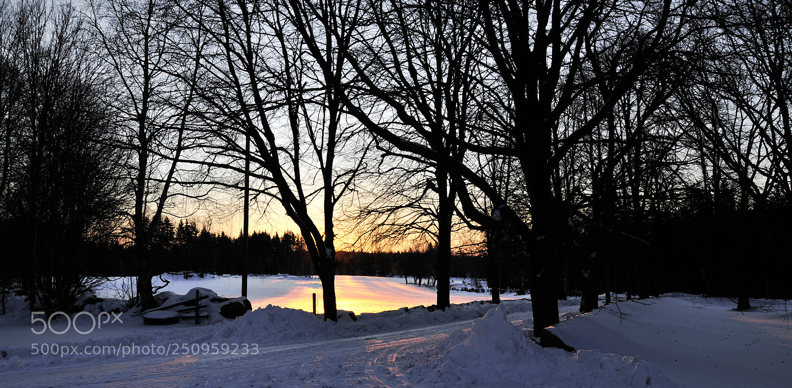 Nikon D300 sample photo. Field of gold photography