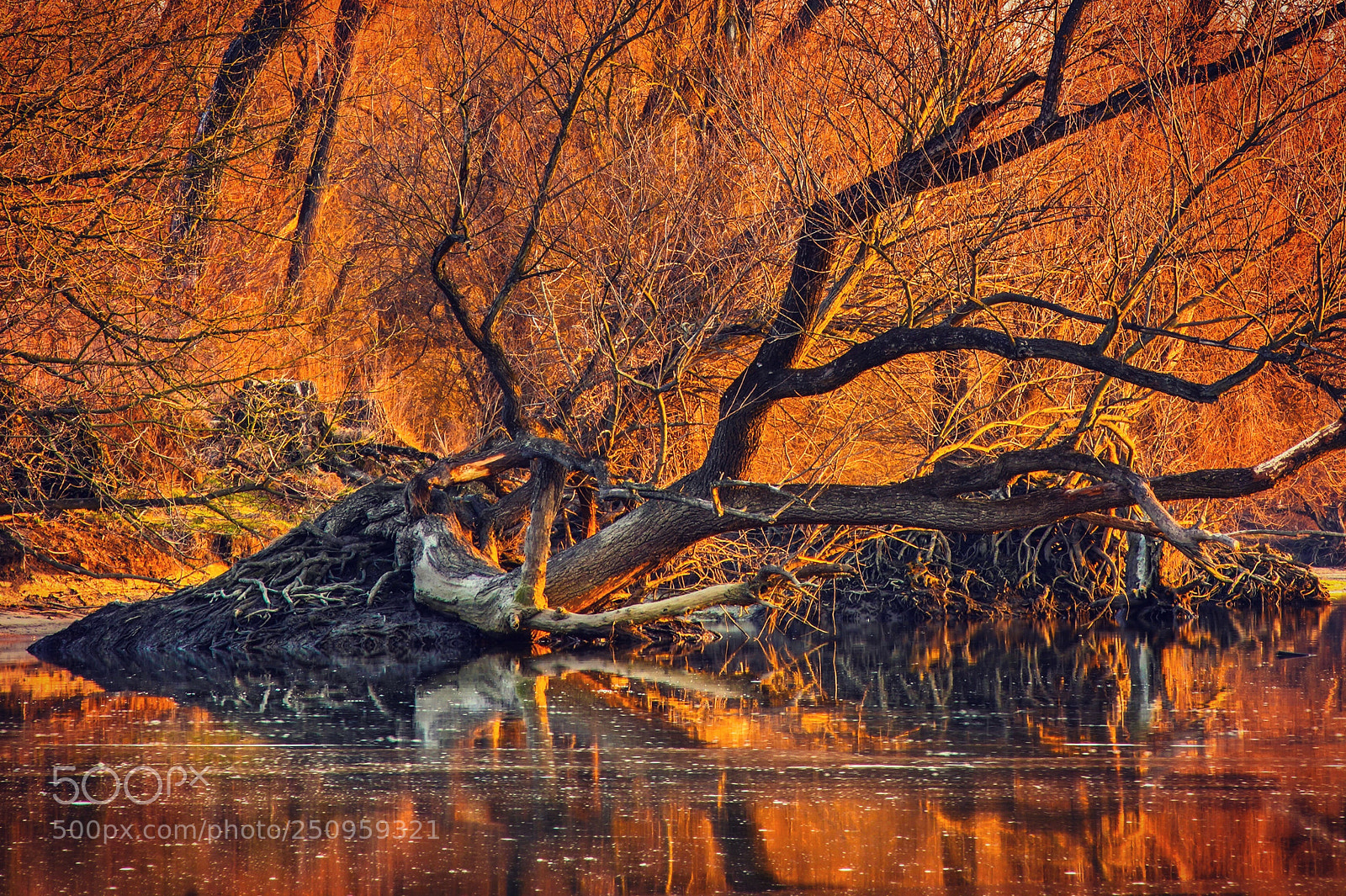 Sony a7R III sample photo. Danube is the wild photography