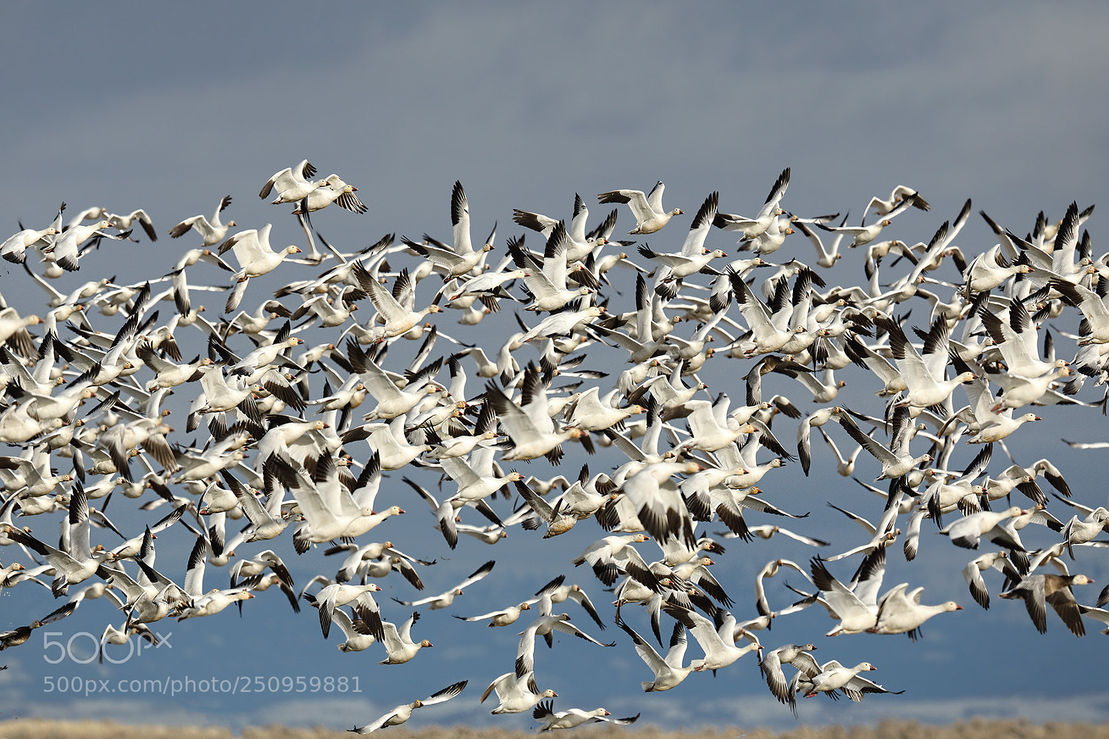 Canon EOS 5D Mark IV sample photo. Market lake id photography