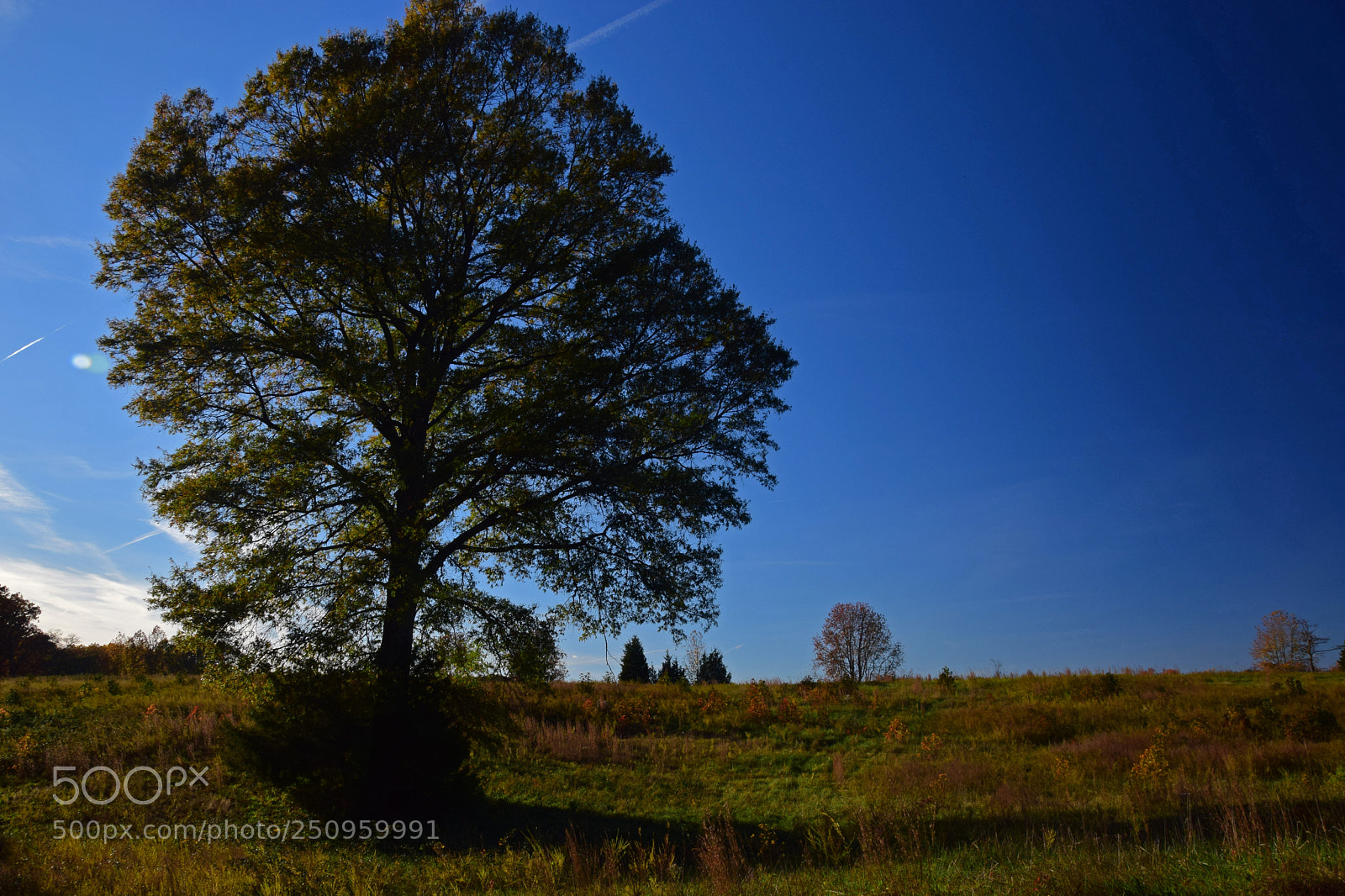Nikon D5300 sample photo. Mason neck tree photography