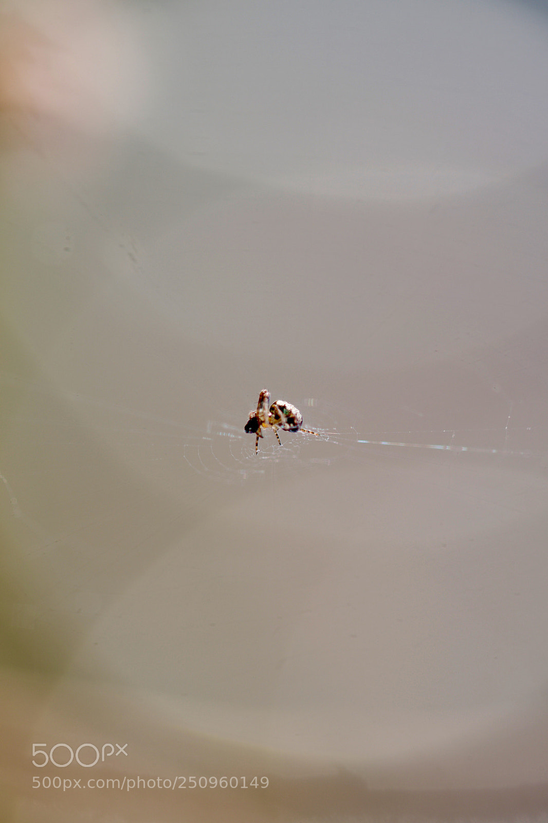 Nikon D500 sample photo. Untitled photography
