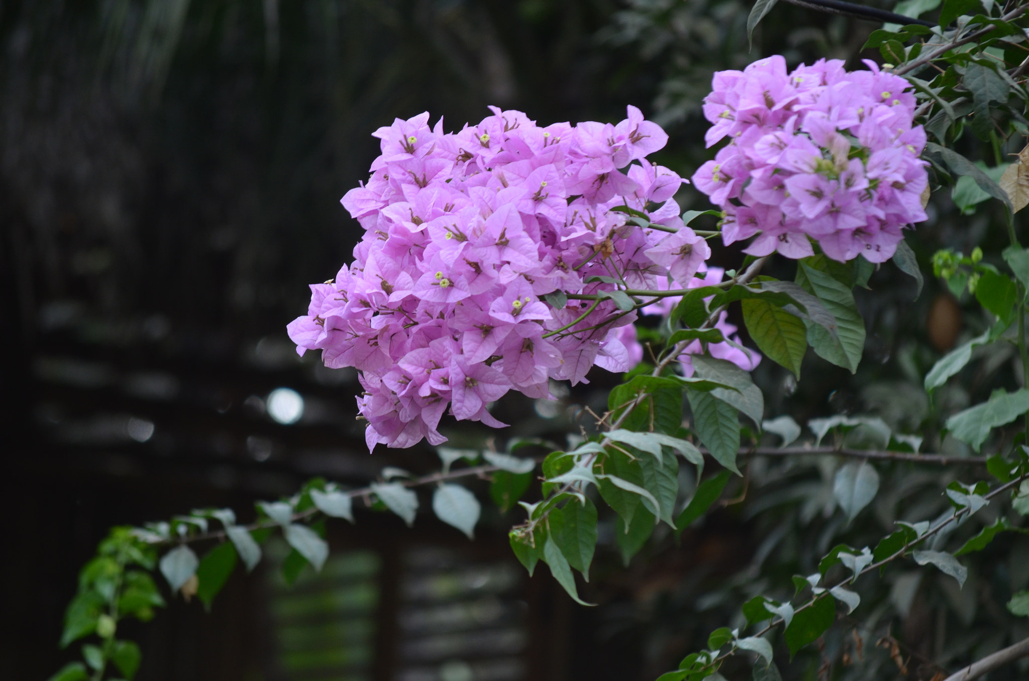 Nikon D5100 sample photo. Flores del camino photography