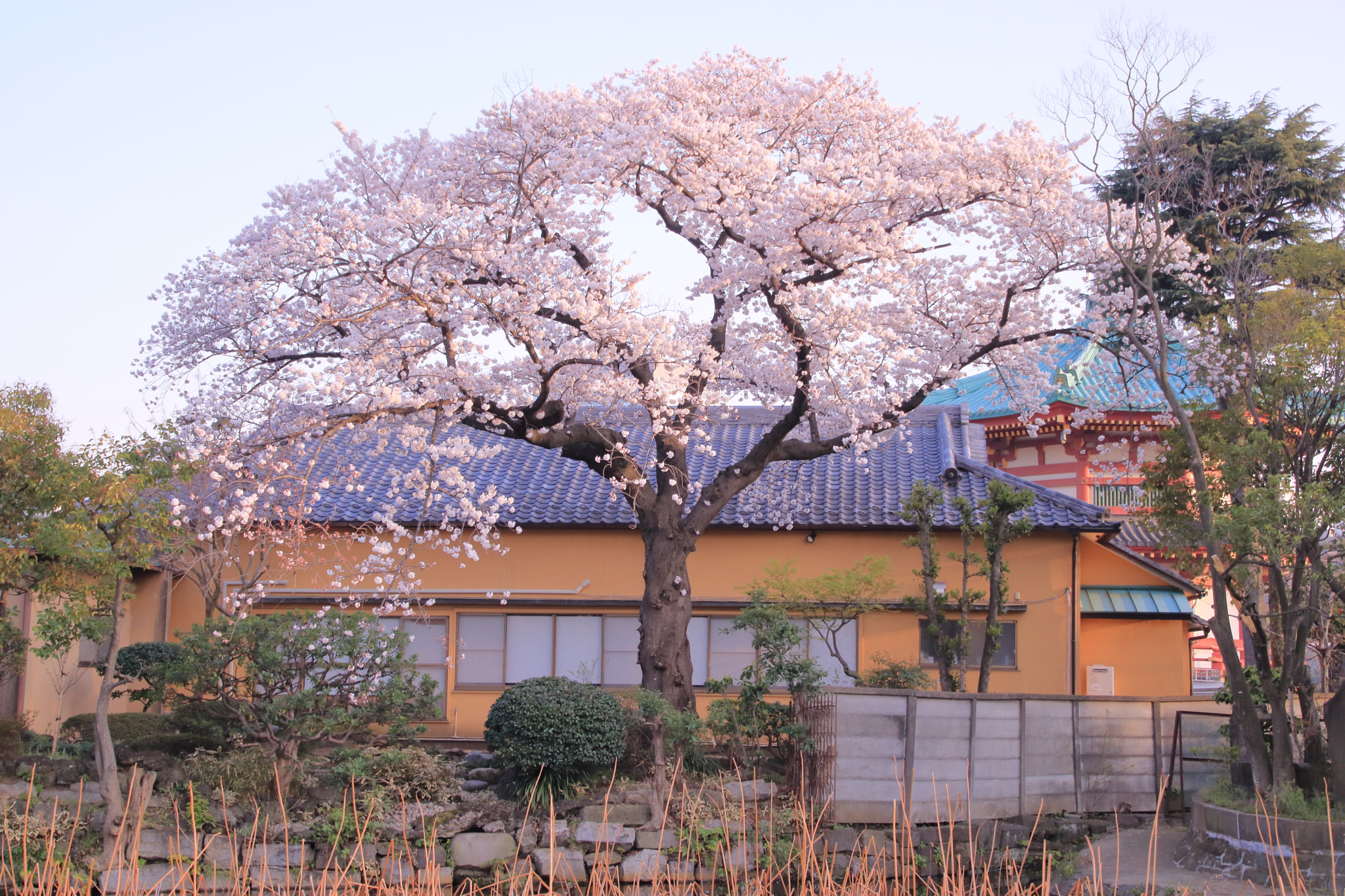 Canon EOS 760D (EOS Rebel T6s / EOS 8000D) sample photo. 桜 sakura photography