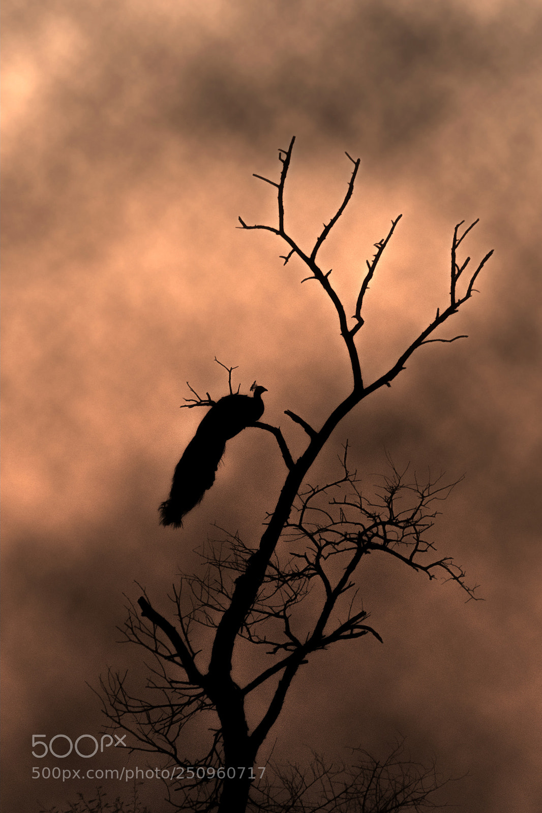 Nikon D500 sample photo. Indian peafowl photography