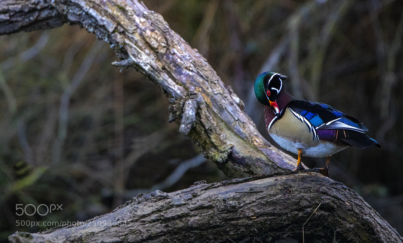 Canon EOS 5D Mark IV sample photo. Beautiful wood duck photography