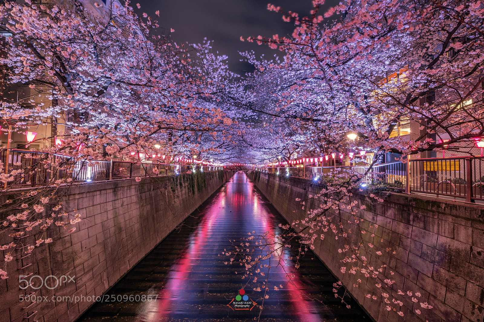 Nikon D850 sample photo. Tunnel cherry blossom photography