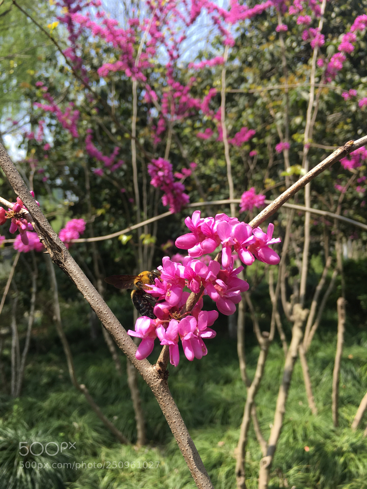 Apple iPhone 6s Plus sample photo. Untitled photography