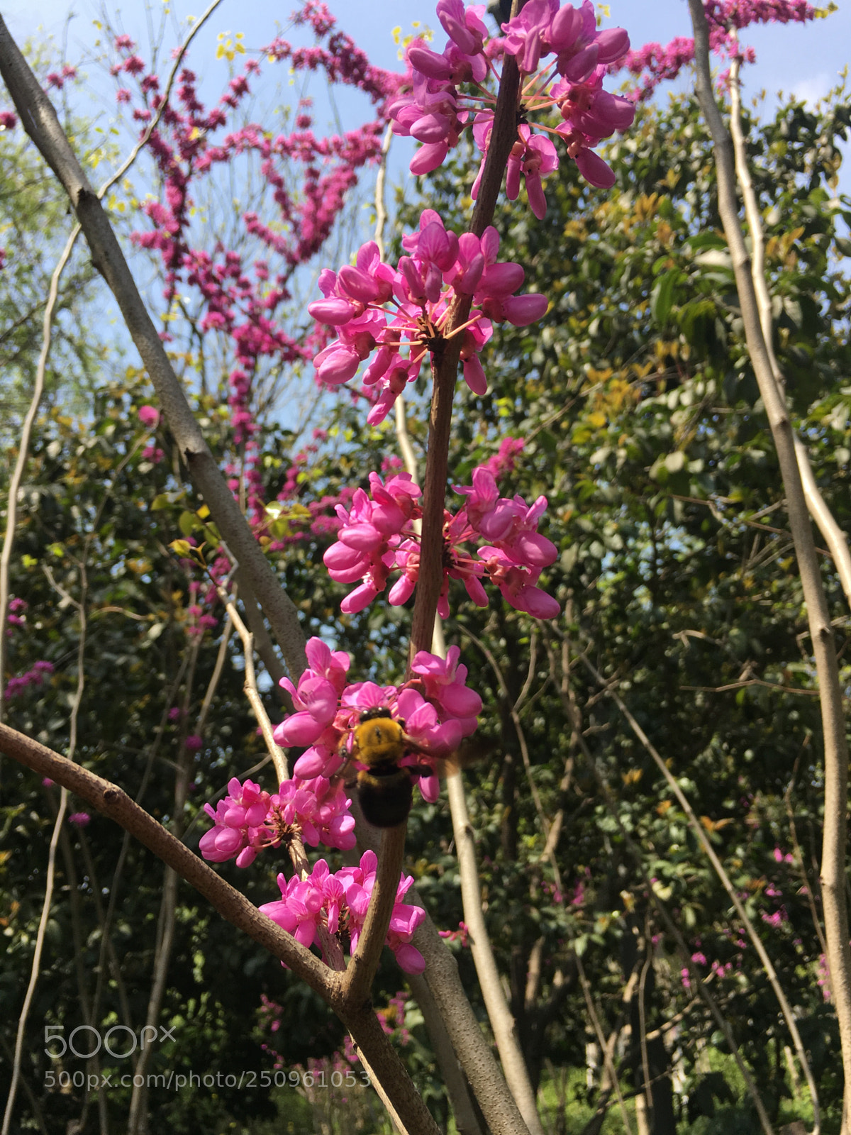 Apple iPhone 6s Plus sample photo. Untitled photography