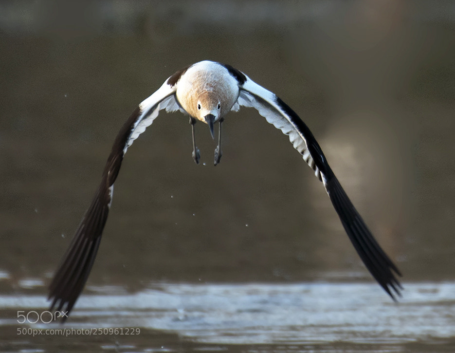 Nikon D500 sample photo. Avocet in flight photography