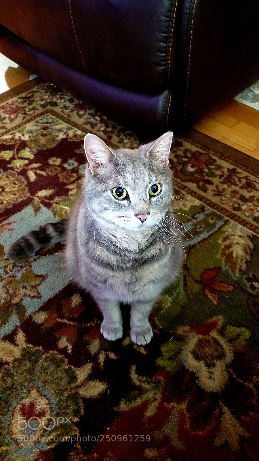 Samsung Galaxy S9+ sample photo. Angel the cat photography
