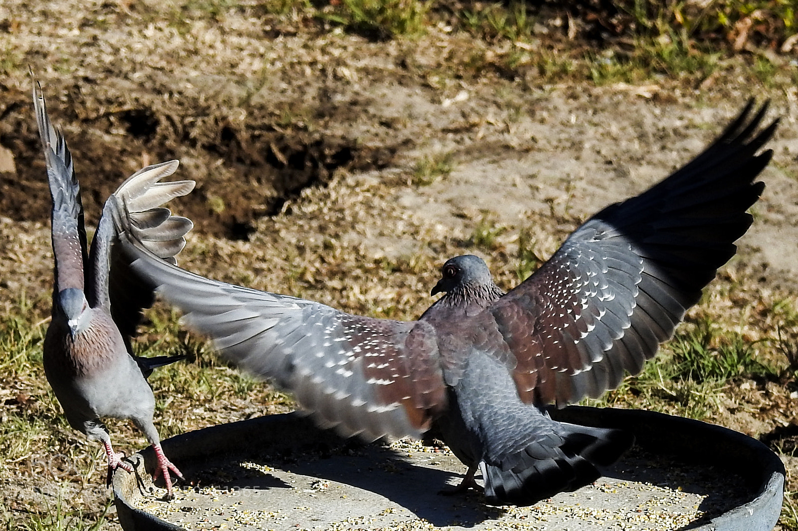 Nikon Coolpix P900 sample photo. Fight for food photography