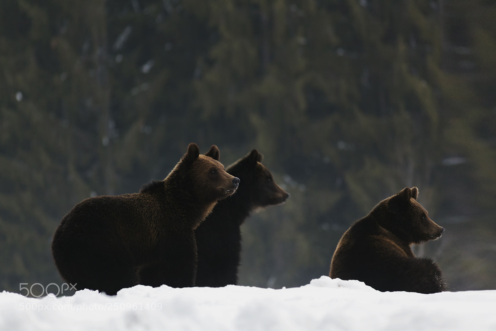 Canon EOS 5D Mark II sample photo. Brown bear photography