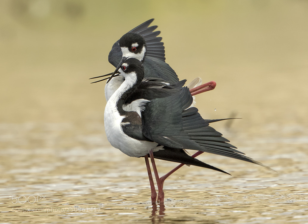 Canon EOS 7D Mark II sample photo. Black-necked stilt mating dance photography