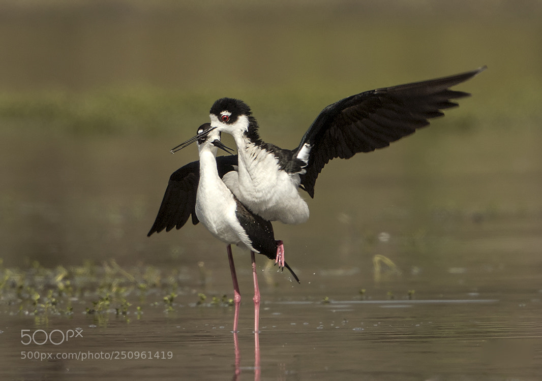 Canon EOS 7D Mark II sample photo. Black-necked stilt mating dance photography