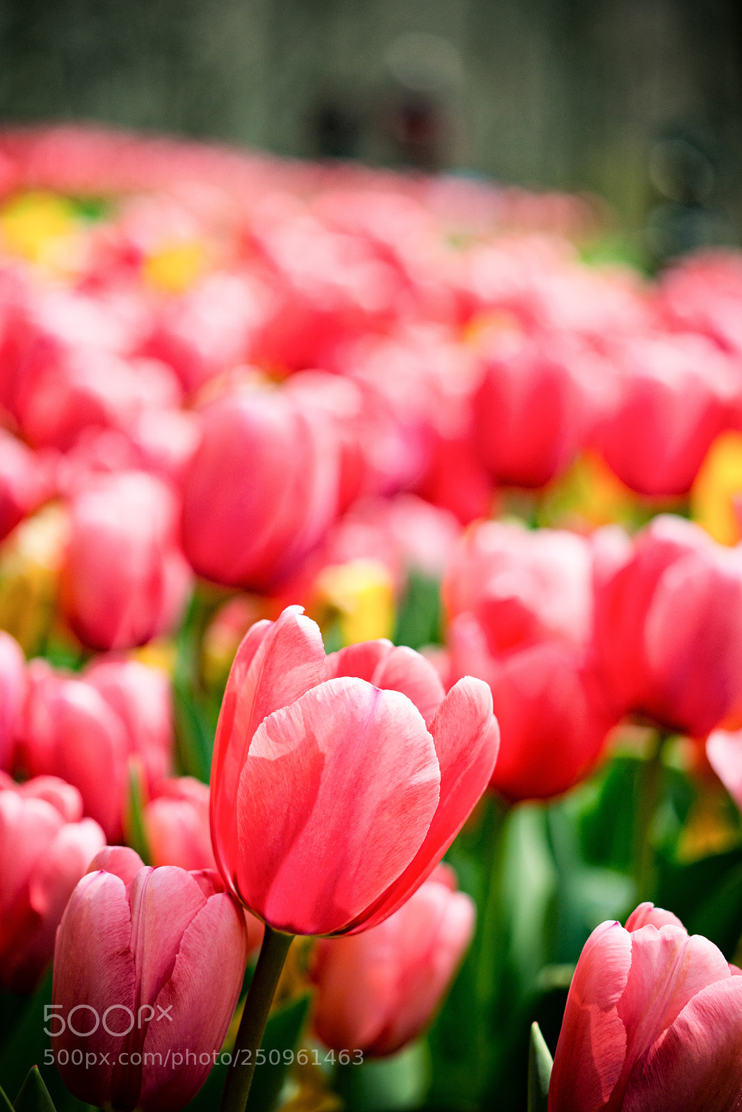 Sony a7R III sample photo. Pink tulips photography