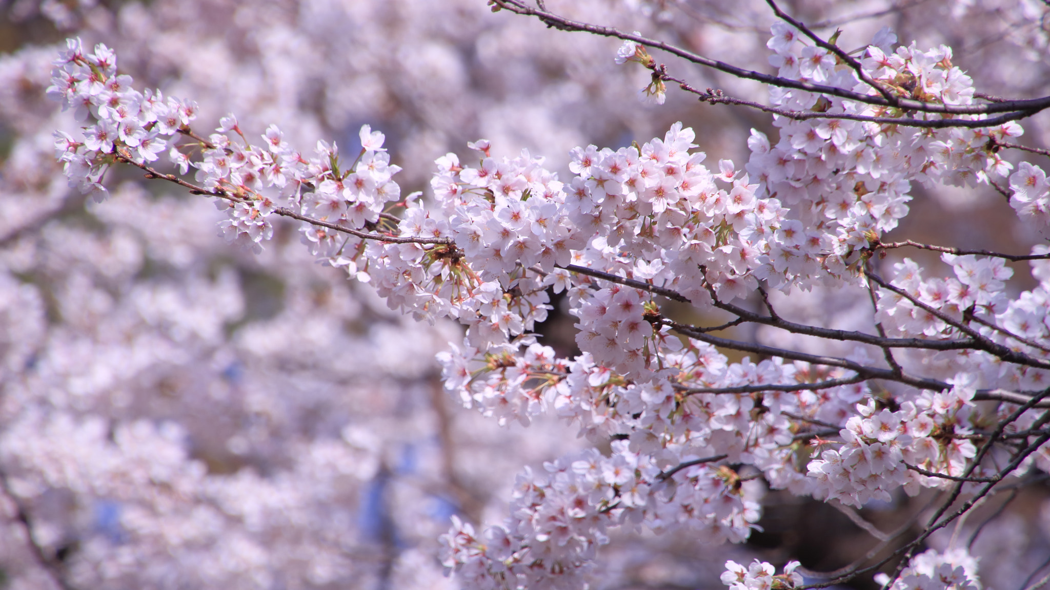 Tamron 16-300mm F3.5-6.3 Di II VC PZD Macro sample photo. Sakura 桜 photography