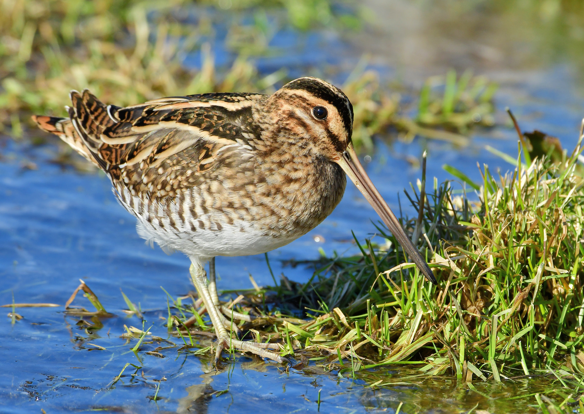 Nikon AF-S Nikkor 500mm F4G ED VR sample photo. Watersnip photography