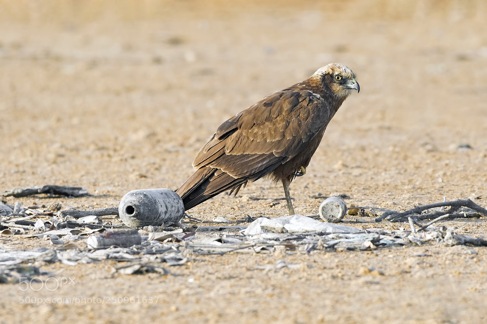 Canon EOS 7D Mark II sample photo. Marsh harrier photography
