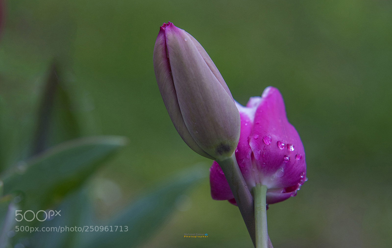 Pentax K-3 II sample photo. Love is to cling photography