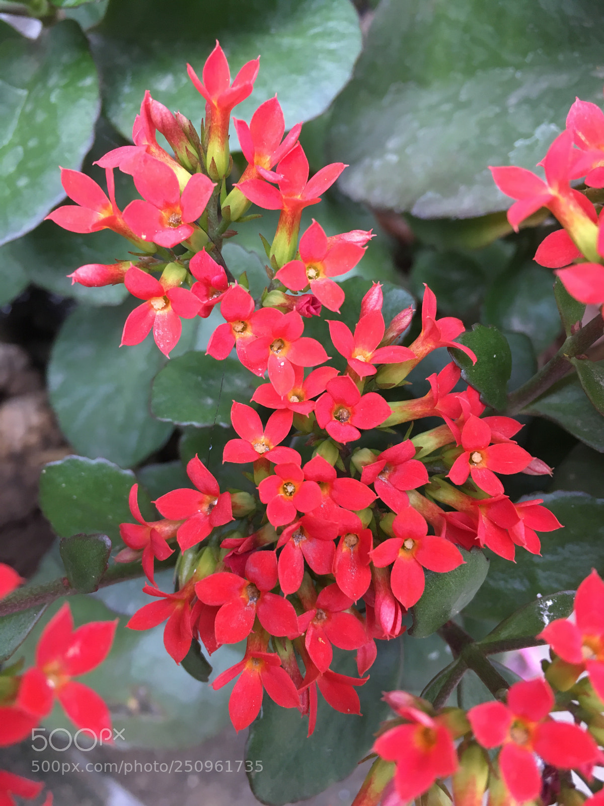Apple iPhone 6s sample photo. Kalanchoe pinnata

 photography