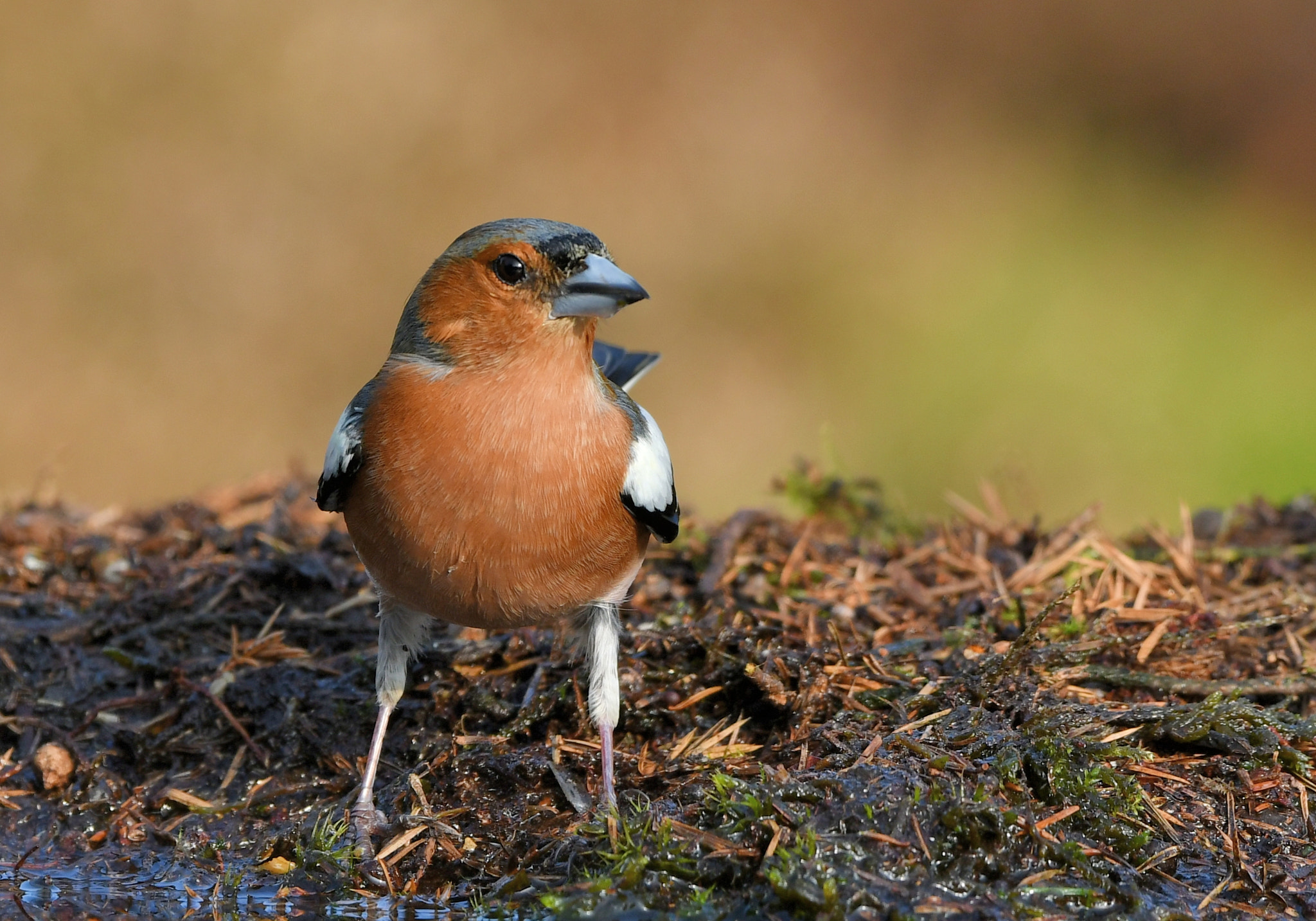 Nikon AF-S Nikkor 500mm F4G ED VR sample photo. Vink photography