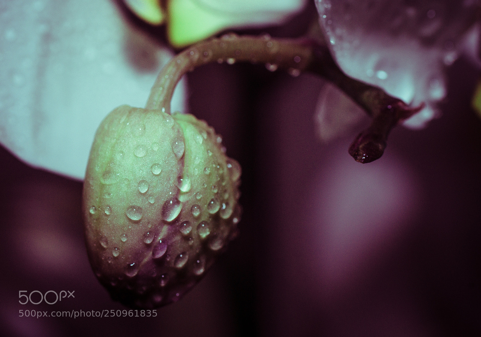 Sony SLT-A99V sample photo. Orchide bud photography
