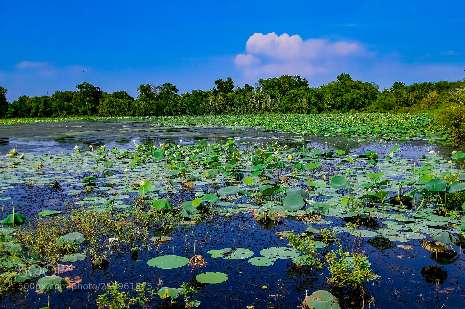 Canon EOS 60D sample photo. Beds of water lilies photography