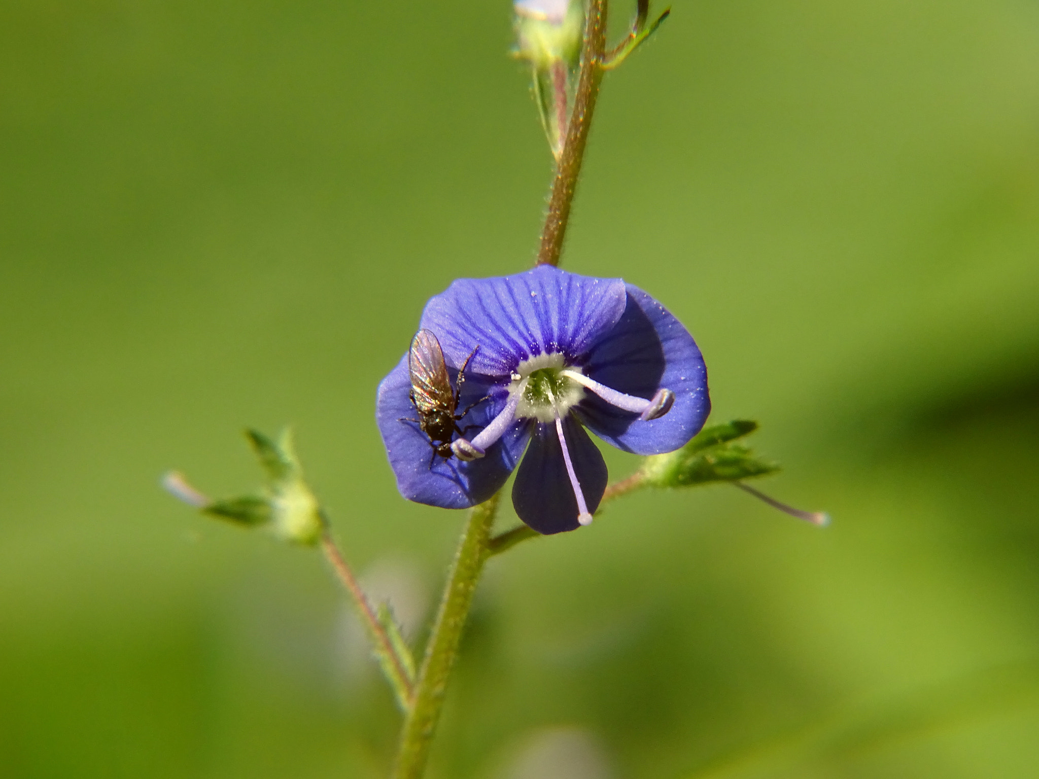 Sony Cyber-shot DSC-HX400V + Minolta AF 80-200mm F2.8 HS-APO G sample photo. 50_2018.jpg photography