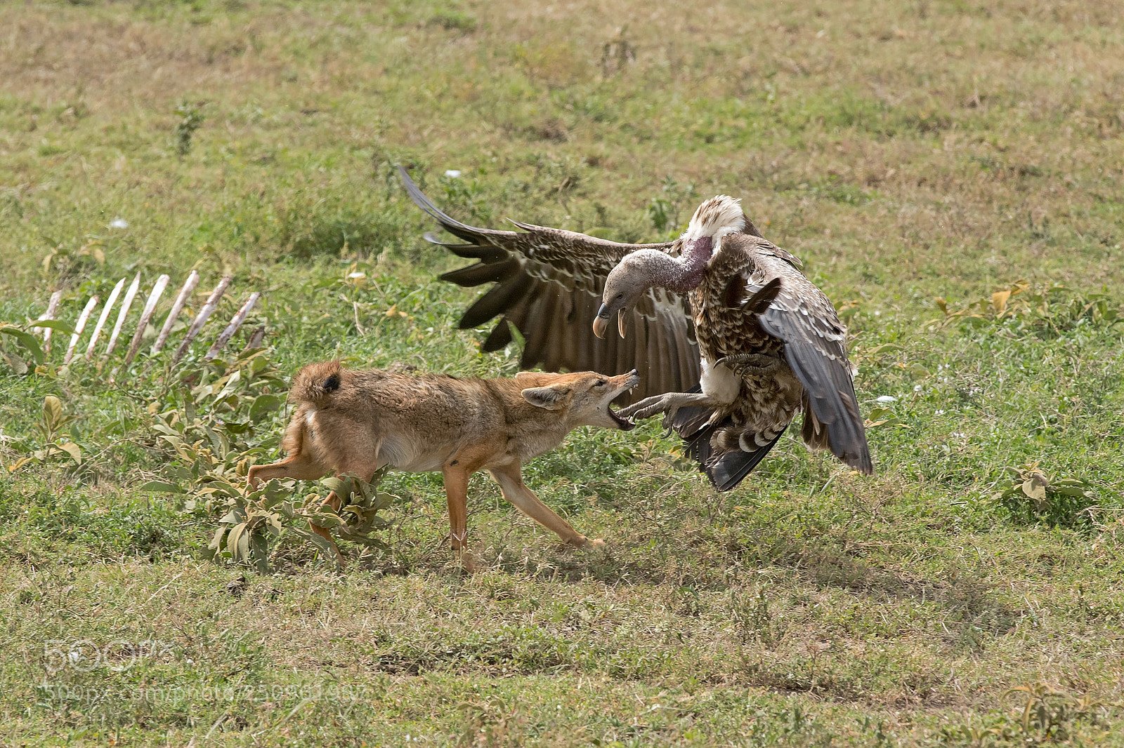 Canon EOS 7D Mark II sample photo. Jackal vs griffon photography