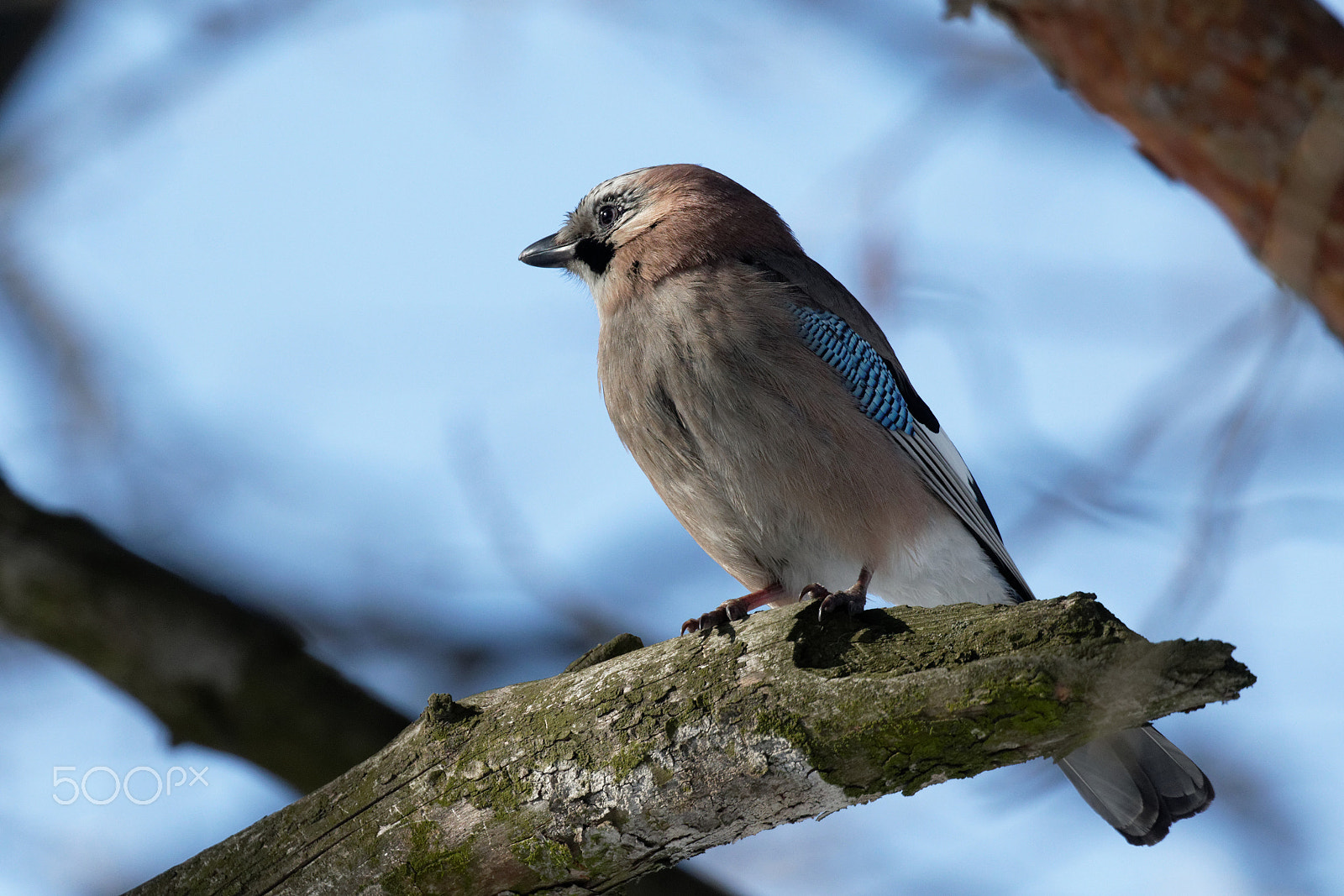Canon EOS 7D Mark II sample photo. Jay kiev ukraine photography