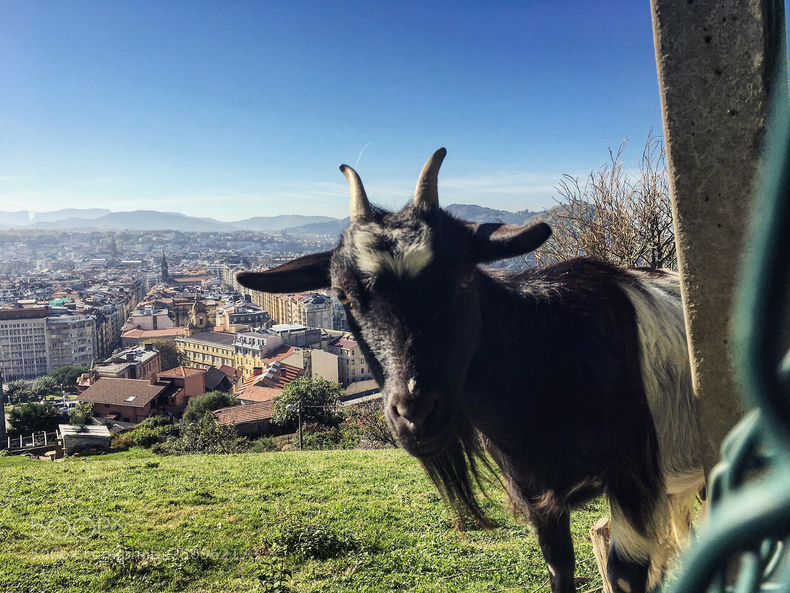 Apple iPhone 6s sample photo. Goat and the city  photography