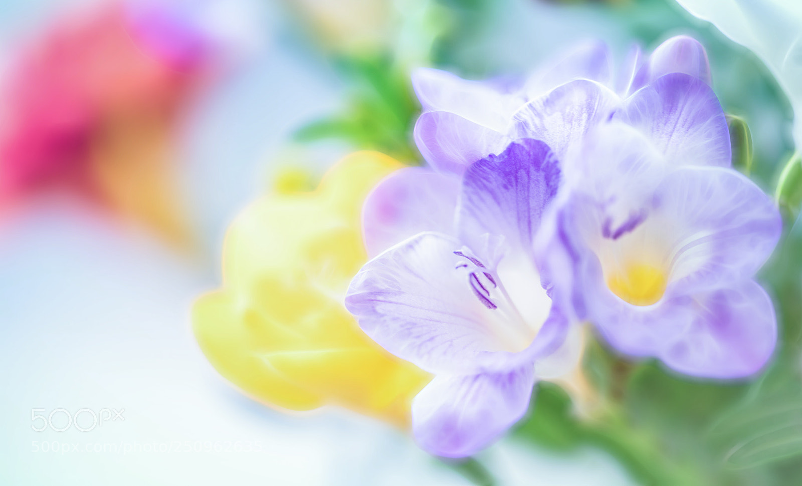 Nikon D850 sample photo. Fresh spring photography