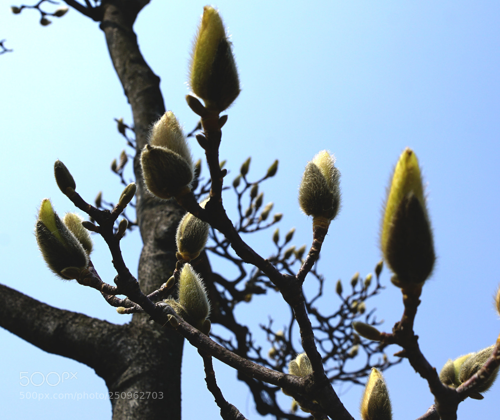 Sony a7R II sample photo. Magnolia bud , a photography