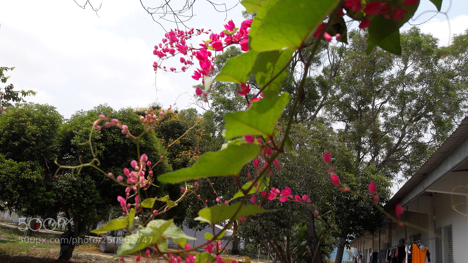 Samsung Galaxy J7 sample photo. Contjnue wjth flower photography