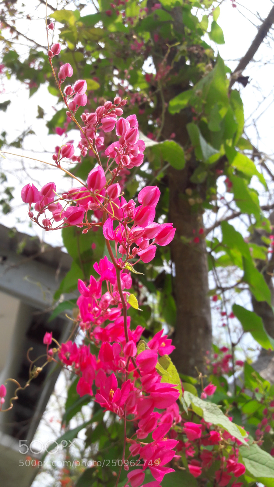Samsung Galaxy J7 sample photo. Contjnue wjth flower photography