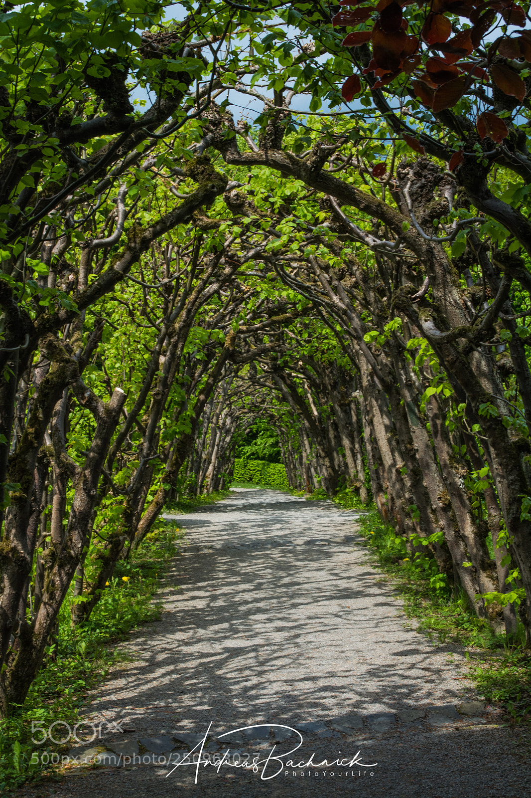 Nikon D5200 sample photo. The green tunnel photography