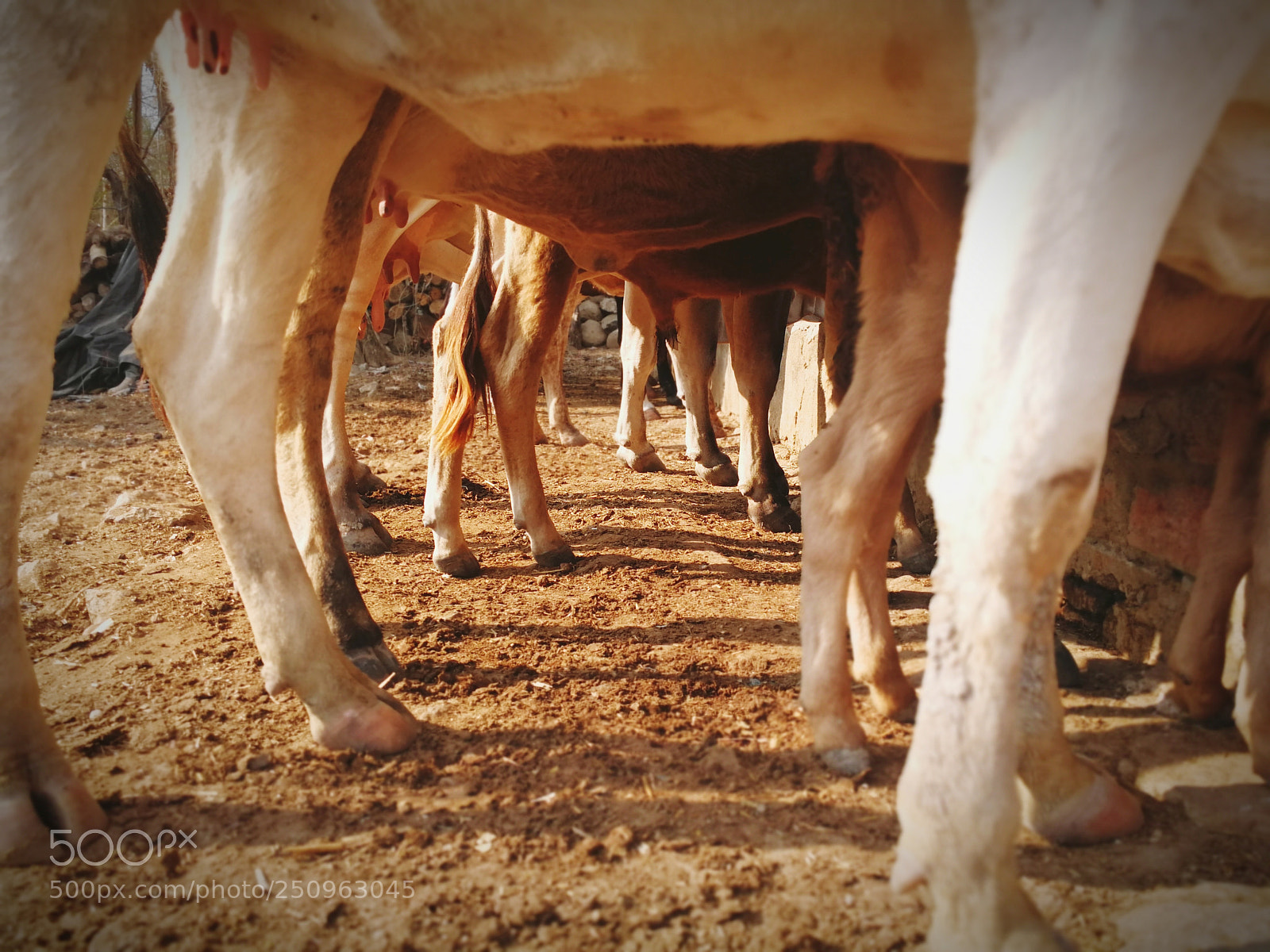 HUAWEI Mate 9 sample photo. Cattle eating photography
