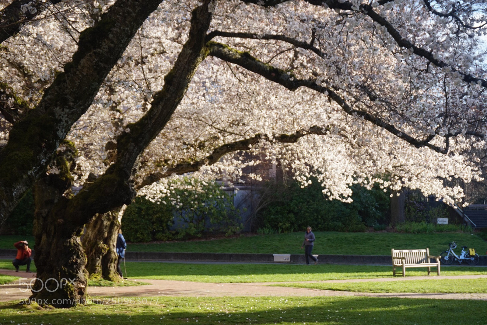 Sony Alpha a5000 (ILCE 5000) sample photo. Blossom photography
