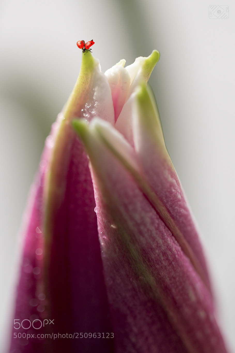 Canon EOS-1D X Mark II sample photo. Story of spring photography