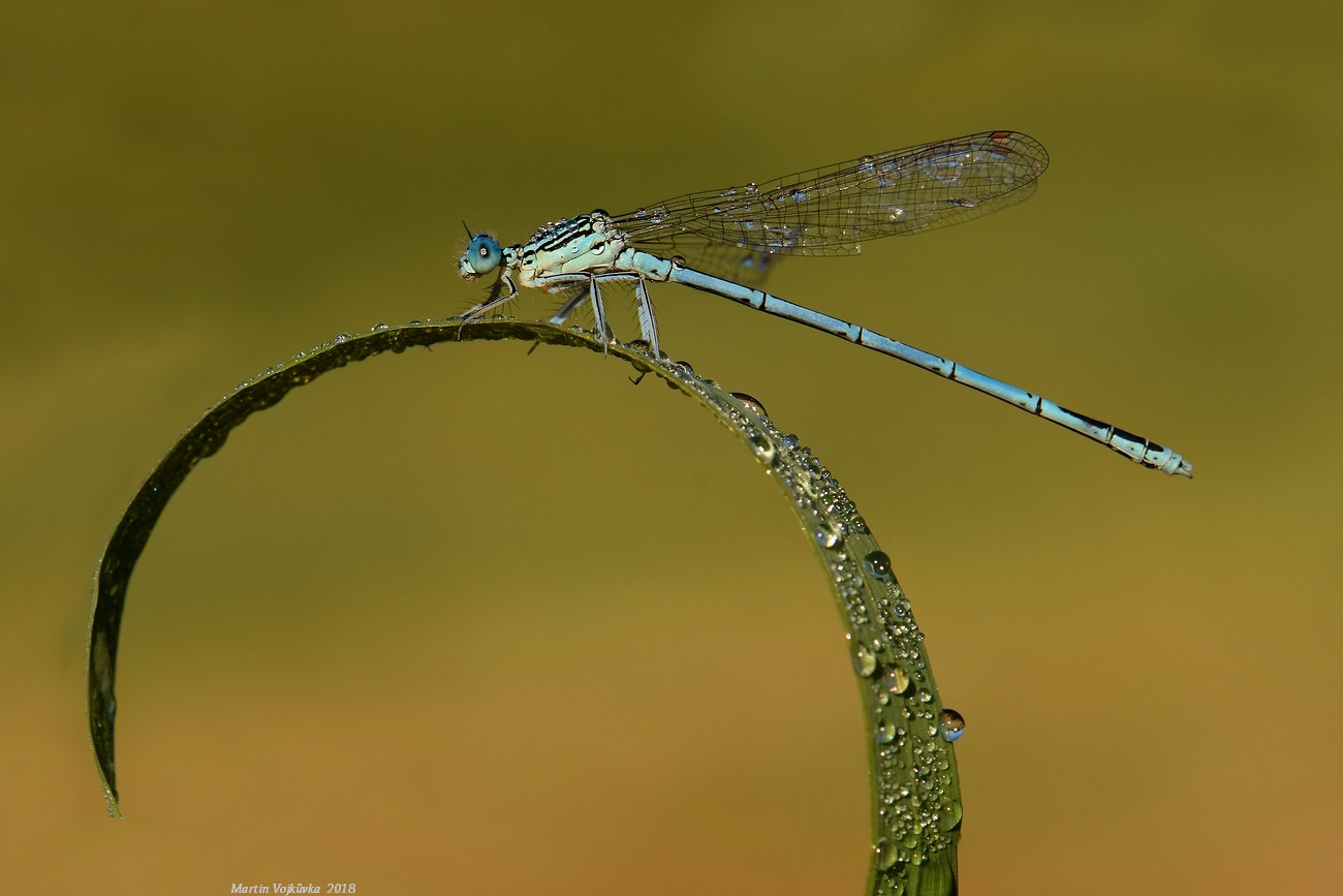 Nikon AF-S DX Micro-Nikkor 85mm F3.5G ED VR sample photo. Platycnemis pennipes (šidélko brvonohé) photography