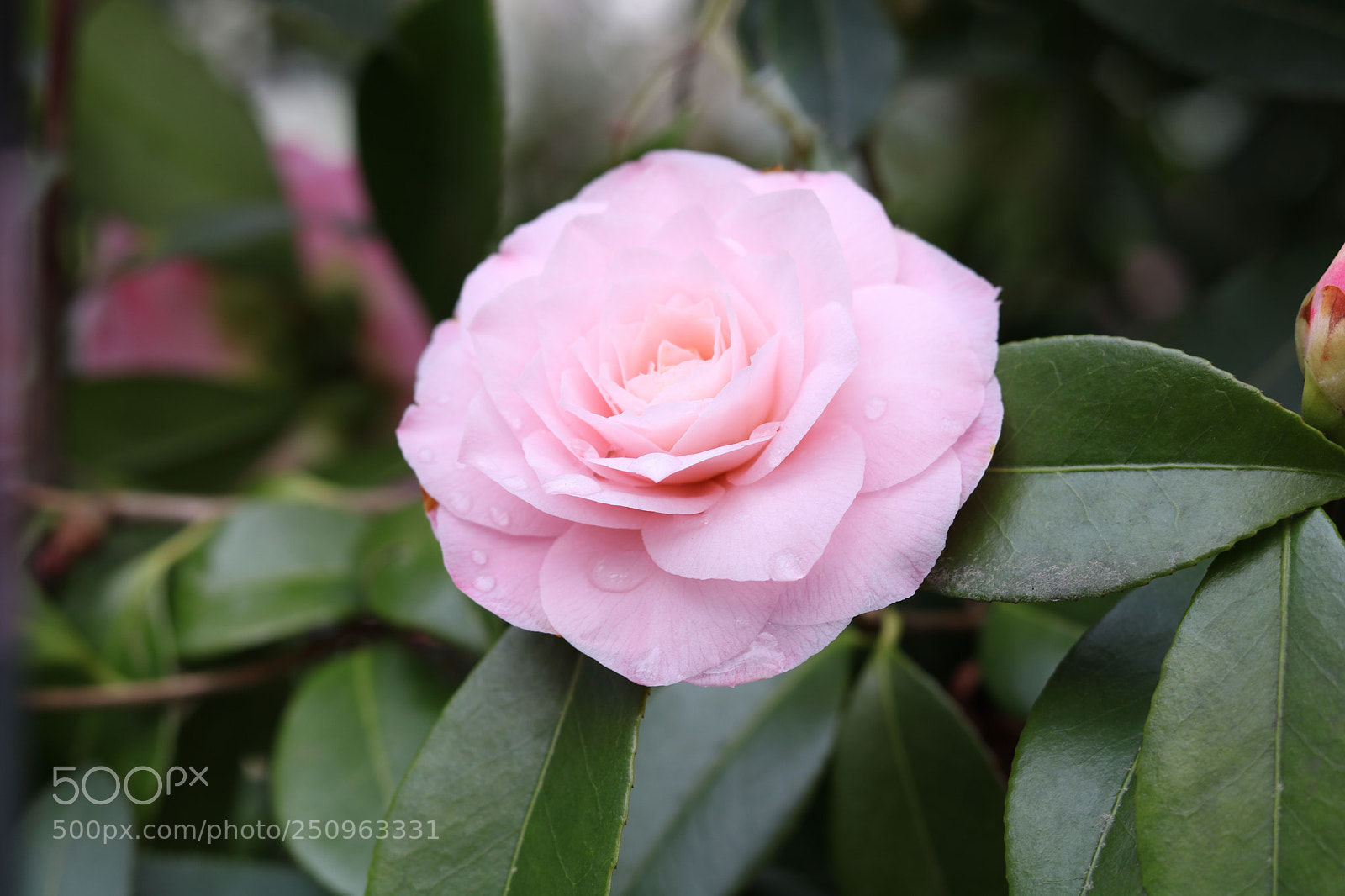 Canon EOS 750D (EOS Rebel T6i / EOS Kiss X8i) sample photo. Spring rose photography