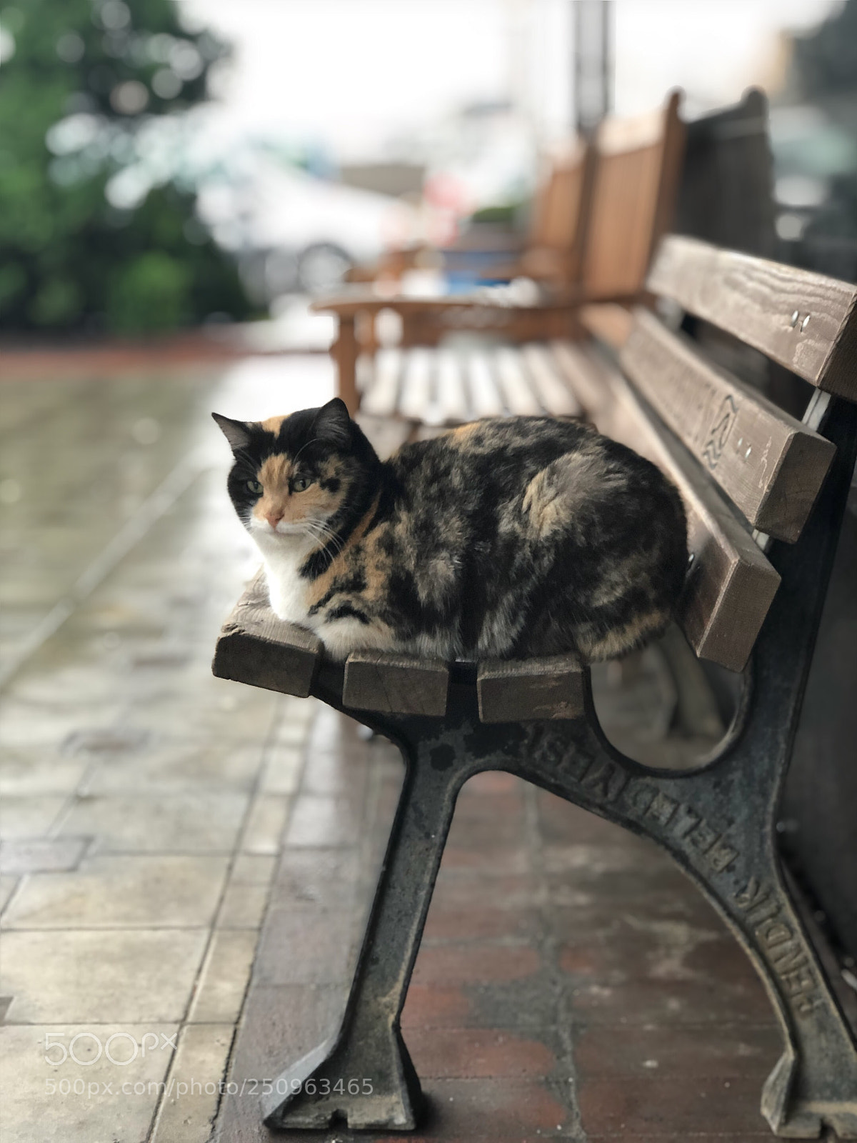 Apple iPhone 8 Plus sample photo. Untitled photography