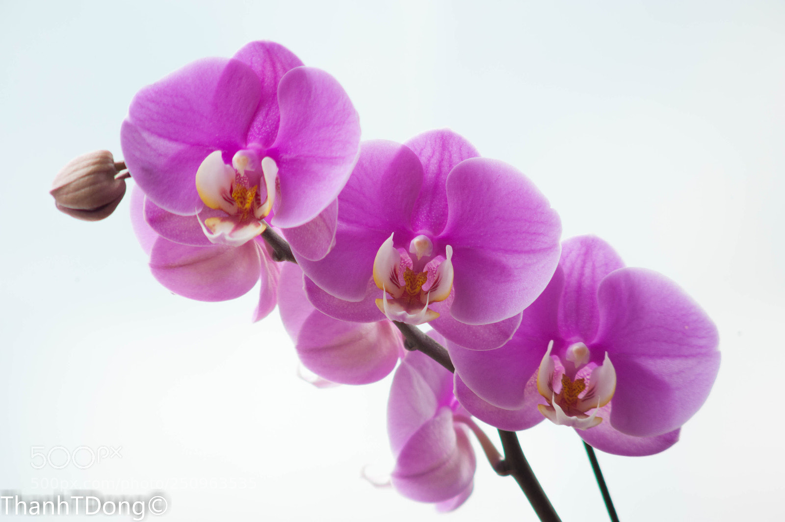 Nikon D700 sample photo. Purple photography